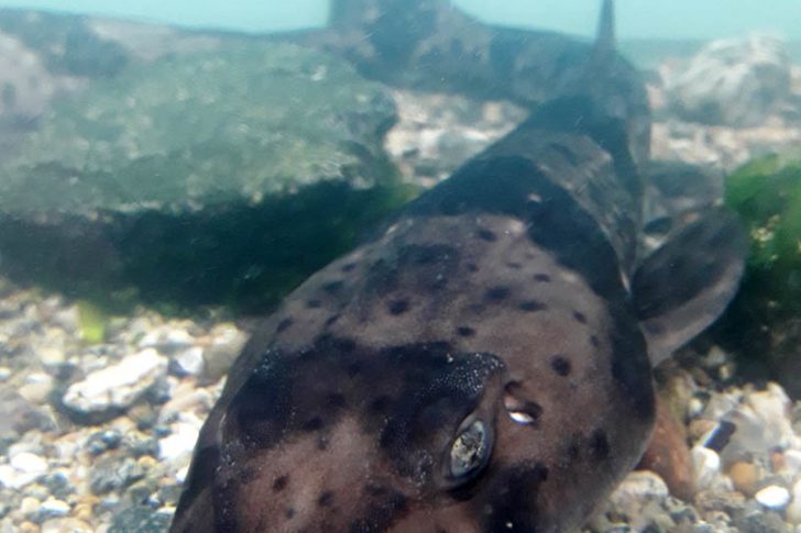 Esc. Eleuterio Ramirez QLP1